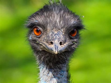 Have Emu'S Been Used To Protect Small Farm Animals